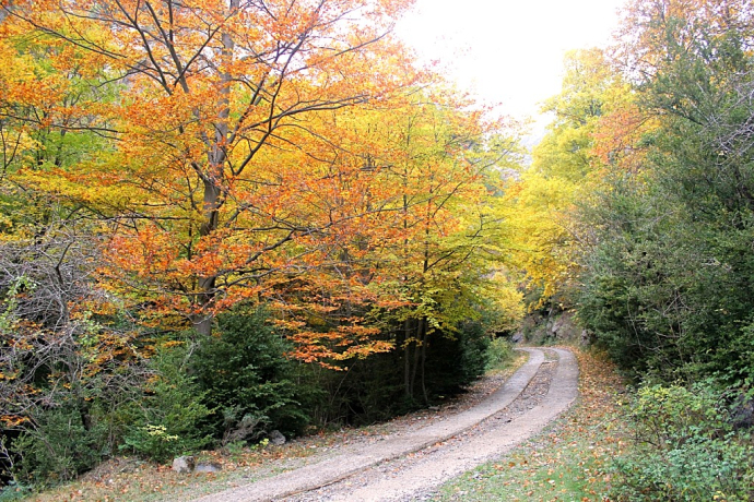 Fageda del Gresolet